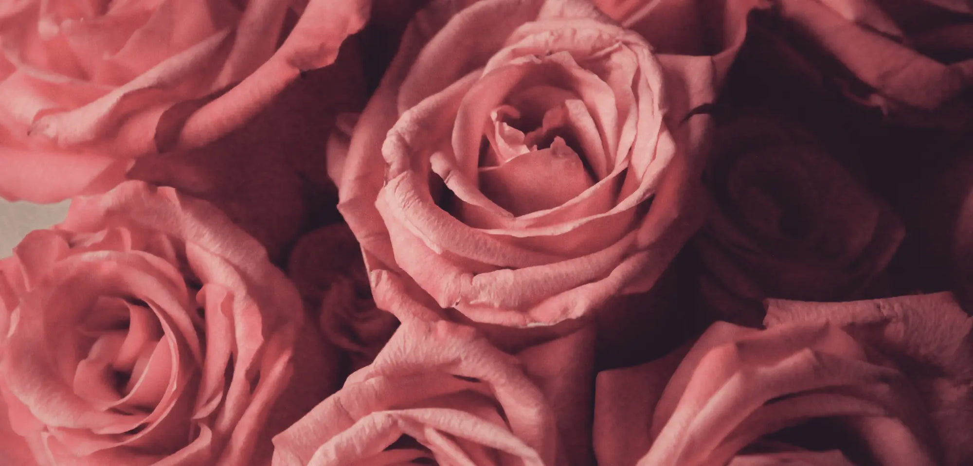 How to make a DIY Rose Face Mask from your Roses this Valentines Day - Awesome Botanical
