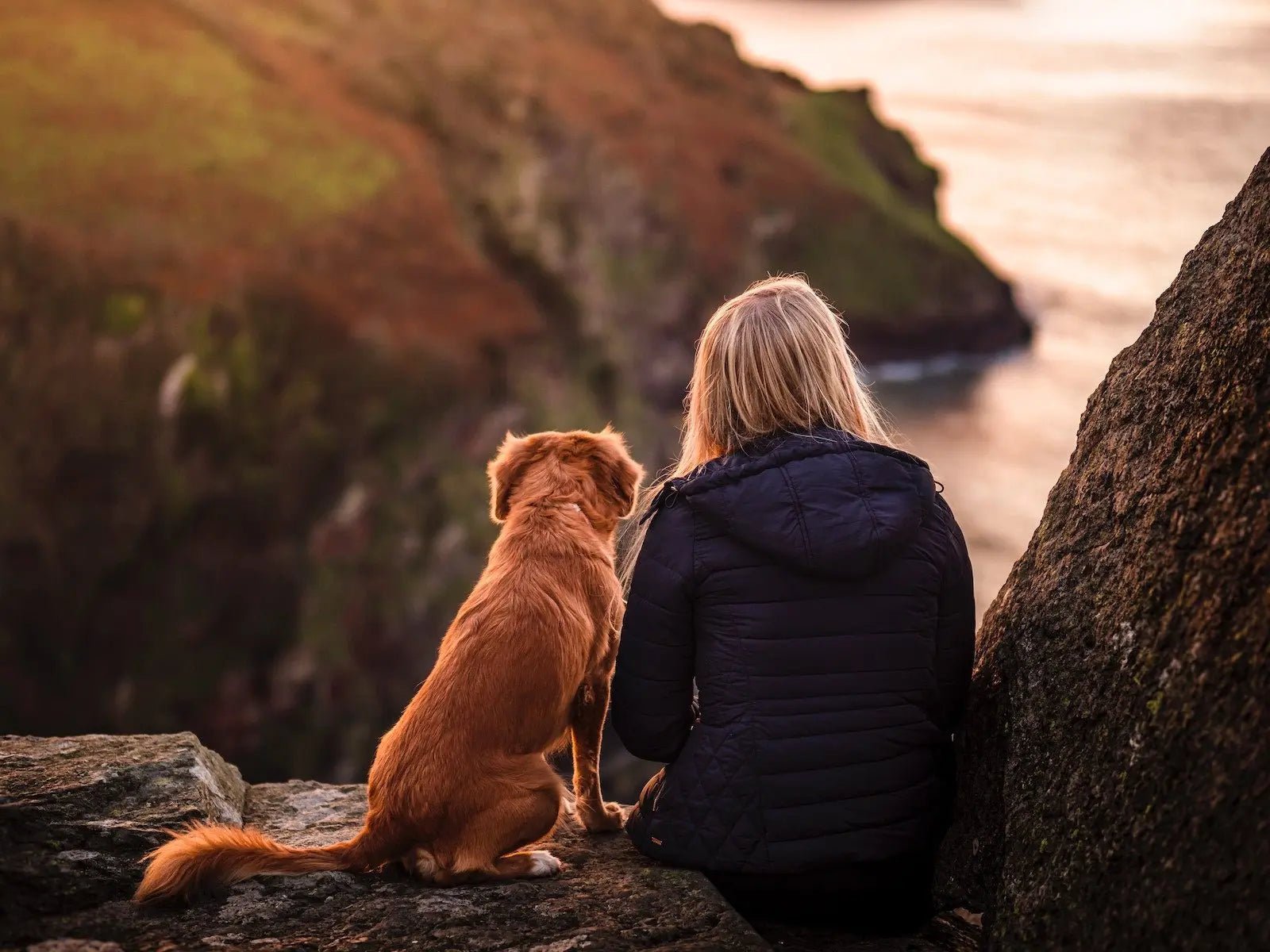 National Dog Walking Month For Wellbeing